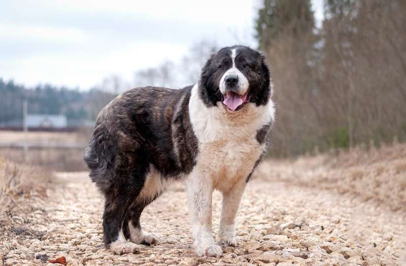 Собаки в Москве: Красавица алабай Фелиса в добрые руки Девочка, Бесплатно - фото 2