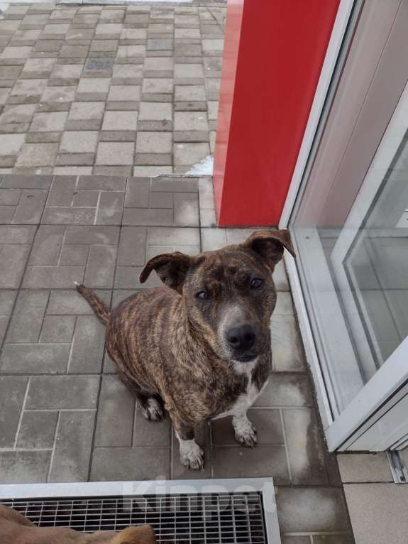 Собаки в других городах Краснодарского края: Щенки в добрые руки Девочка, Бесплатно - фото 3