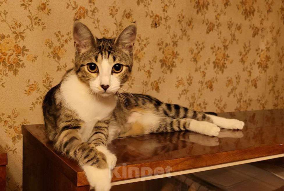 Кошки в Москве: Котенок Гала в добрые руки Девочка, Бесплатно - фото 3