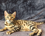 Кошки в Анапе: Бенгальский котенок Мальчик, 18 000 руб. - фото 4