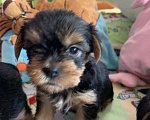 Собаки в Сочи: Щенки йоркширского терьера Мальчик, 25 000 руб. - фото 3