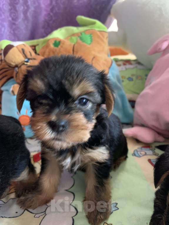 Собаки в Сочи: Щенки йоркширского терьера Мальчик, 25 000 руб. - фото 3
