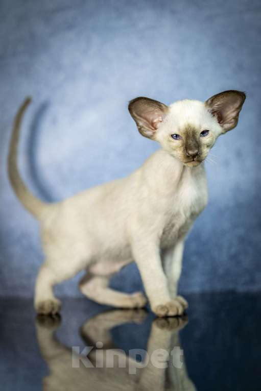 Кошки в Санкт-Петербурге: Сиамские Ориентальные Высокопородные котята Мальчик, 80 000 руб. - фото 6