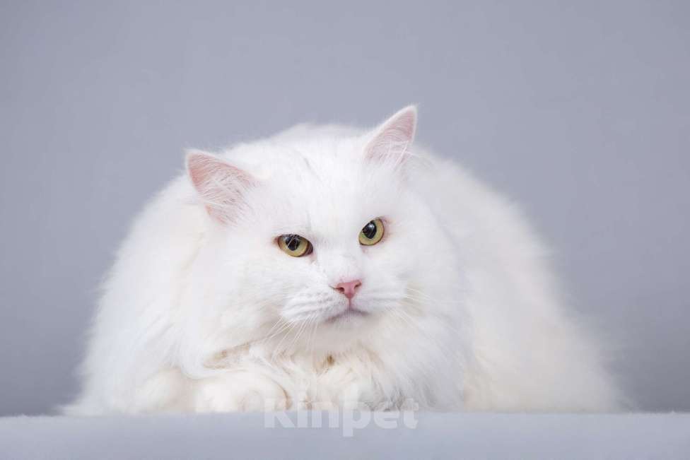 Кошки в Москве: Большой, белый и пушистый кот Сахарок в добрые руки Мальчик, 1 руб. - фото 1