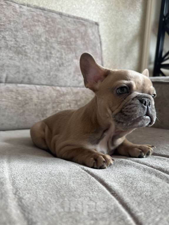 Собаки в Москве: Французский бульдог щенок  Девочка, 70 000 руб. - фото 3