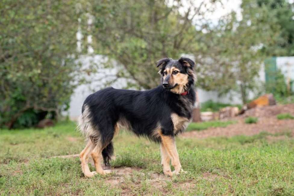 Собаки в Москве: Нежная трусишка Одри в самые добрые руки Девочка, 1 руб. - фото 4