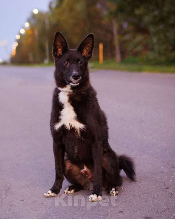 Собаки в Москве: Пуфик в поисках дома! Мальчик, Бесплатно - фото 4