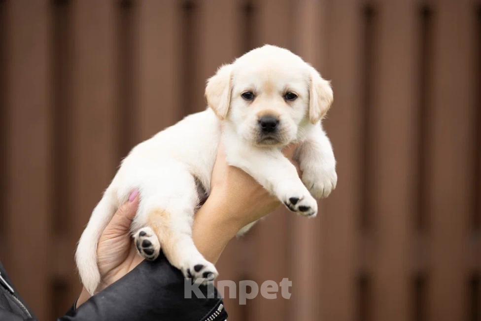 Собаки в Санкт-Петербурге: Породные Щенки  Лабрадора  Девочка, 90 000 руб. - фото 2