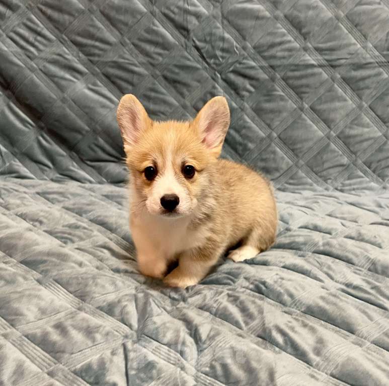 Собаки в других городах Московской области: Мальчик 5 Мальчик, 50 000 руб. - фото 3