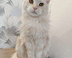 Кошки в Усть-Катающем: котята Мeйн-кун. Разнополые, Бесплатно - фото 2