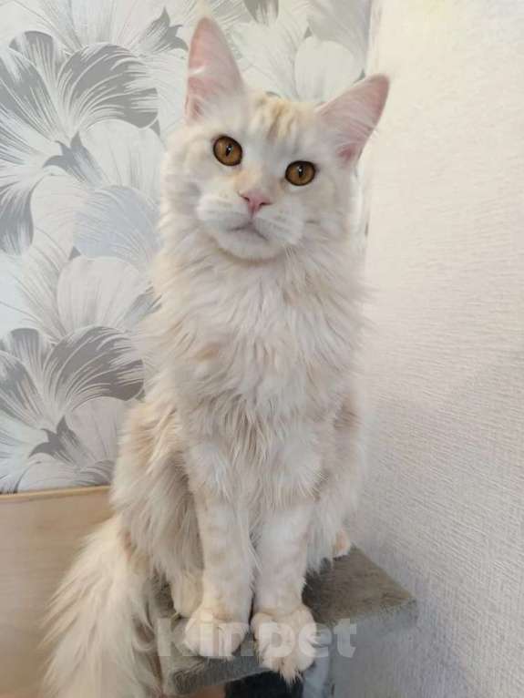 Кошки в Усть-Катающем: котята Мeйн-кун. Разнополые, Бесплатно - фото 2