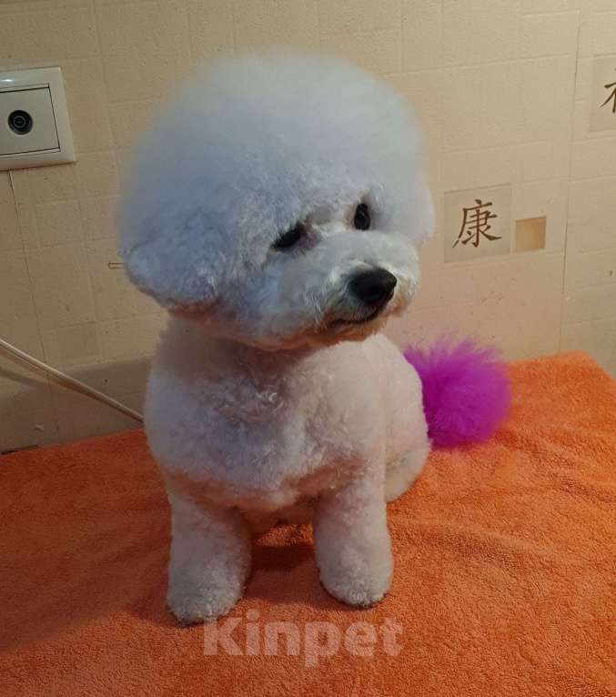 Собаки в Москве: Щенок Бишон фризе Мальчик, 50 000 руб. - фото 2