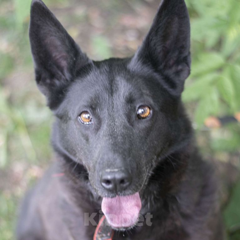 Собаки в Москве: Ронда Девочка, Бесплатно - фото 2