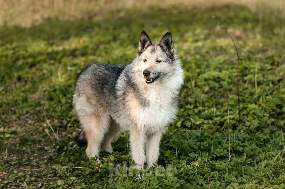 Собаки в Москве: Общительная и добродушная бородатая дама Софа Девочка, 1 руб. - фото 7