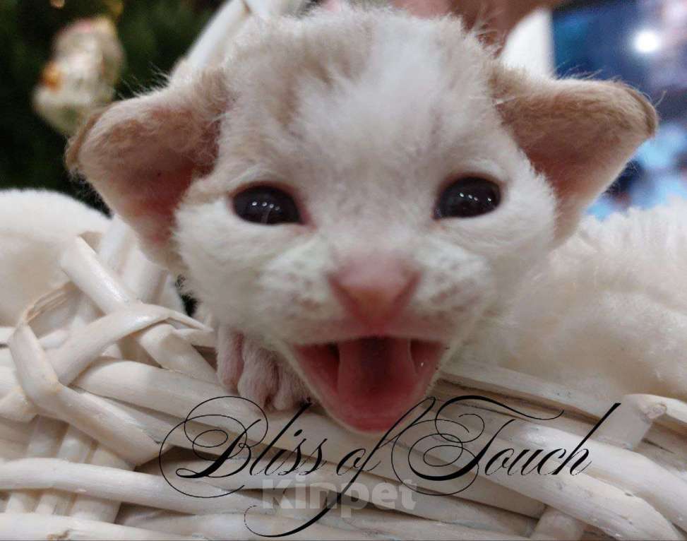 Кошки в Воронеже: Котенок девон рекс мальчик Мальчик, 100 000 руб. - фото 2