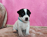 Собаки в Волгограде: Щенок Джек Рассел терьер  Мальчик, 20 000 руб. - фото 2