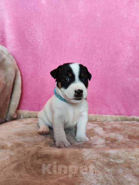 Собаки в Волгограде: Щенок Джек Рассел терьер  Мальчик, 20 000 руб. - фото 2
