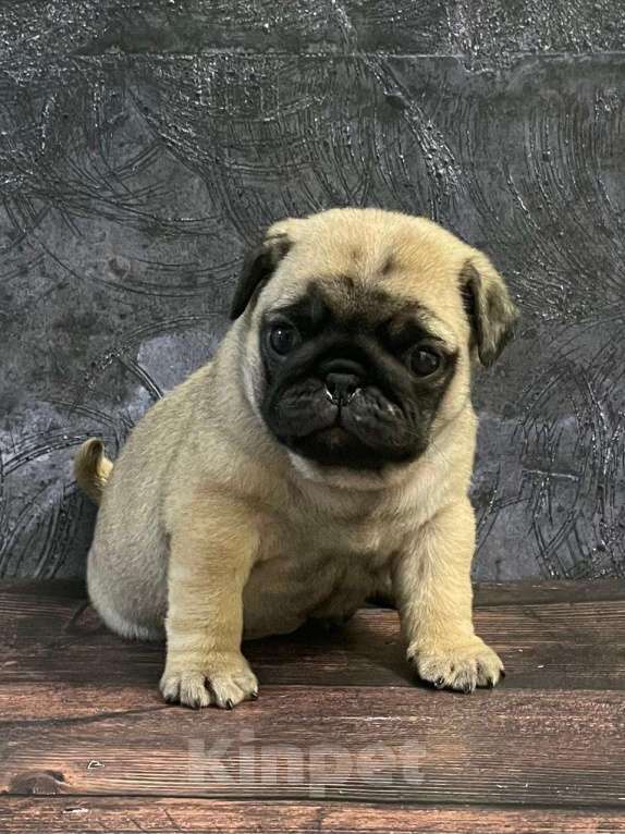 Собаки в Старом Осколе: Мопсы девочки Девочка, 45 000 руб. - фото 6