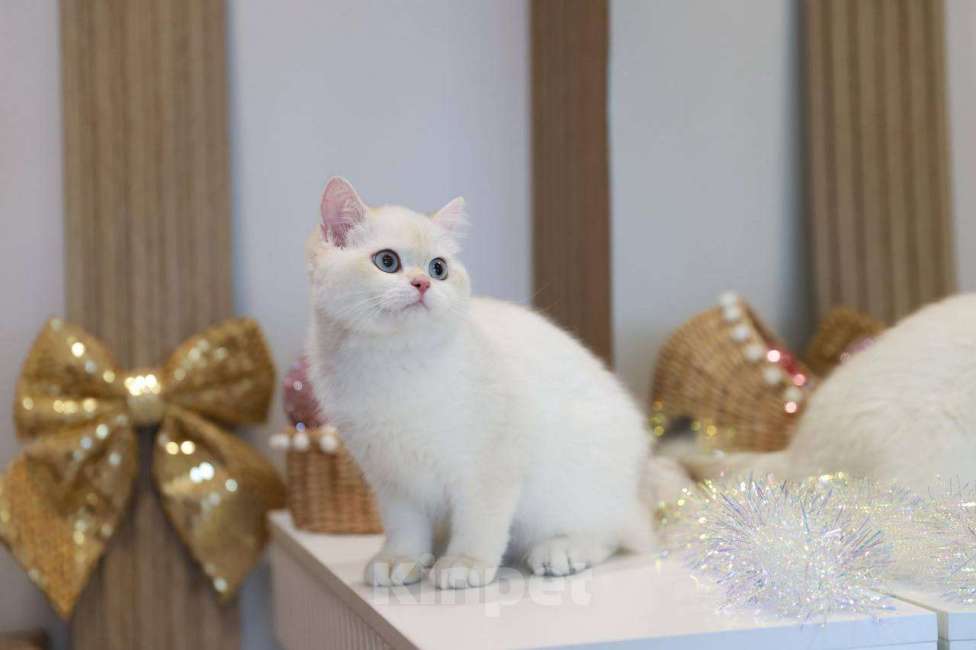 Кошки в Москве: Британская девочка Лолла Девочка, 100 000 руб. - фото 8