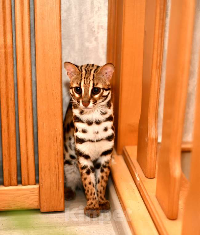 Кошки в других городах Краснодарского края: Азиатские леопардовые бенгальские котята Девочка, 80 000 руб. - фото 2