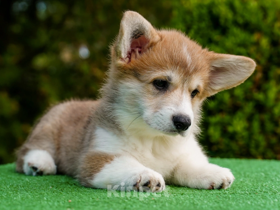 Собаки в Воронеже: Щенок вельш корги пемброк GABRIELLA DAISY Девочка, 50 000 руб. - фото 8