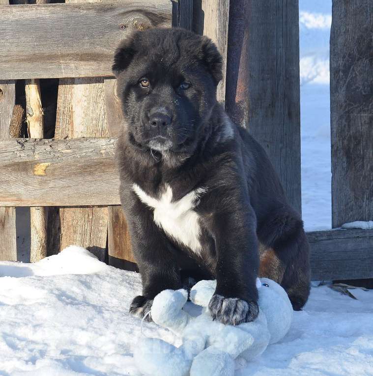 Собаки в Новосибирске: Щенки среднеазиатской овчарки Разнополые, Бесплатно - фото 6
