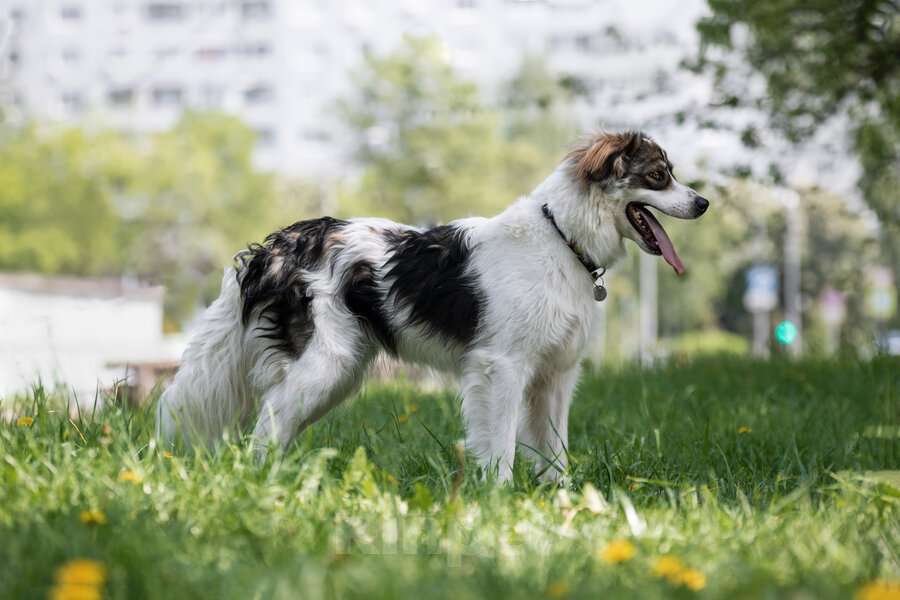 Собаки в Москве: Знакомьтесь – наш замечательный пёс Левушка, который мечтает о любящей семье! Мальчик, Бесплатно - фото 9