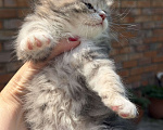 Кошки в Казани: Котята курильского бобтейла Разнополые, 20 000 руб. - фото 7