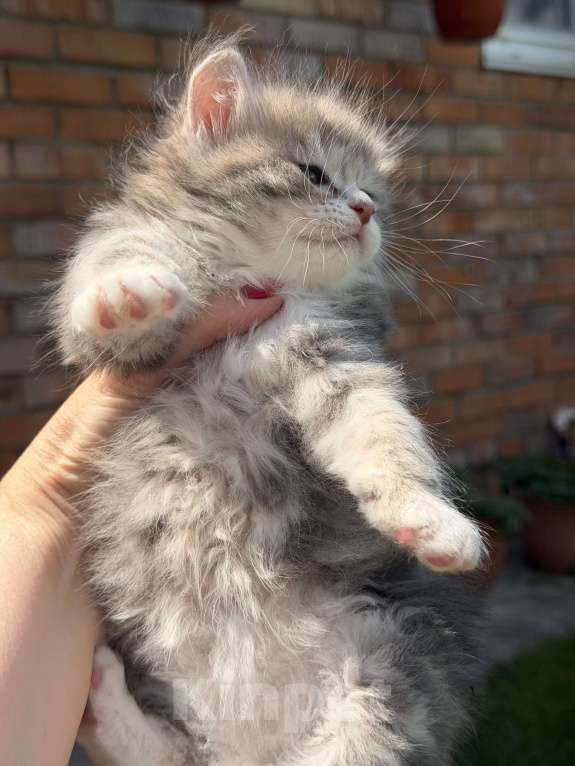 Кошки в Казани: Котята курильского бобтейла Разнополые, 20 000 руб. - фото 7
