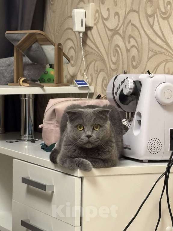 Кошки в Балашихе: Муся Девочка, Бесплатно - фото 3