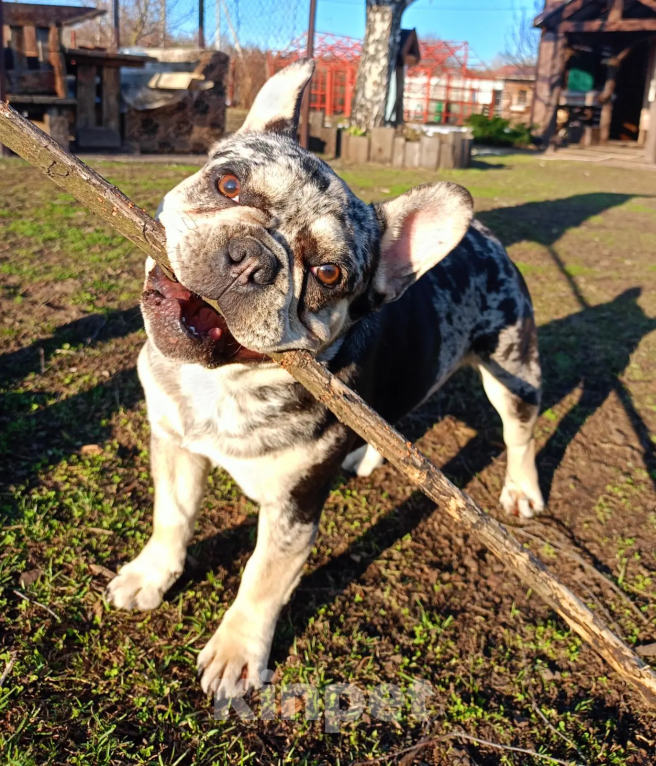 Собаки в Санкт-Петербурге: Мраморный подрощенный щенок французского бульдога Мальчик, 65 000 руб. - фото 6