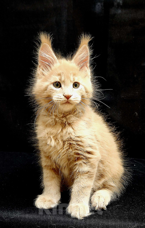 Кошки в Красногорске: Котенок мейн-кун  Мальчик, 60 000 руб. - фото 2