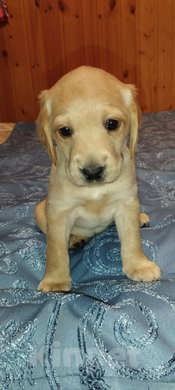 Собаки в других городах Владимирской области: Метис лабрадора и русского охотничьего спаниеля  Девочка, 5 000 руб. - фото 2
