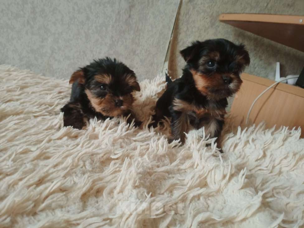 Собаки в Челябинске: Щенки йоркшеркого терьера Девочка, 25 000 руб. - фото 5