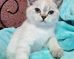 Кошки в Мытищах: Британские котята  Девочка, 12 000 руб. - фото 1