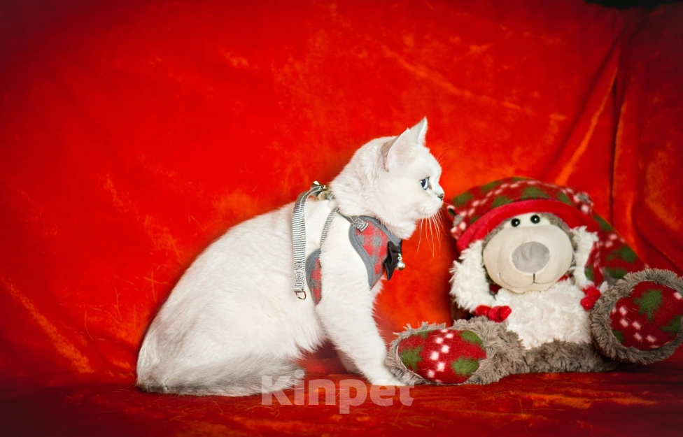 Кошки в Миассе: Голубоглазый парень Мальчик, 50 000 руб. - фото 6