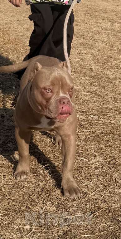 Собаки в Уссурийске: Щенок Американский булли покет Девочка, 100 000 руб. - фото 1