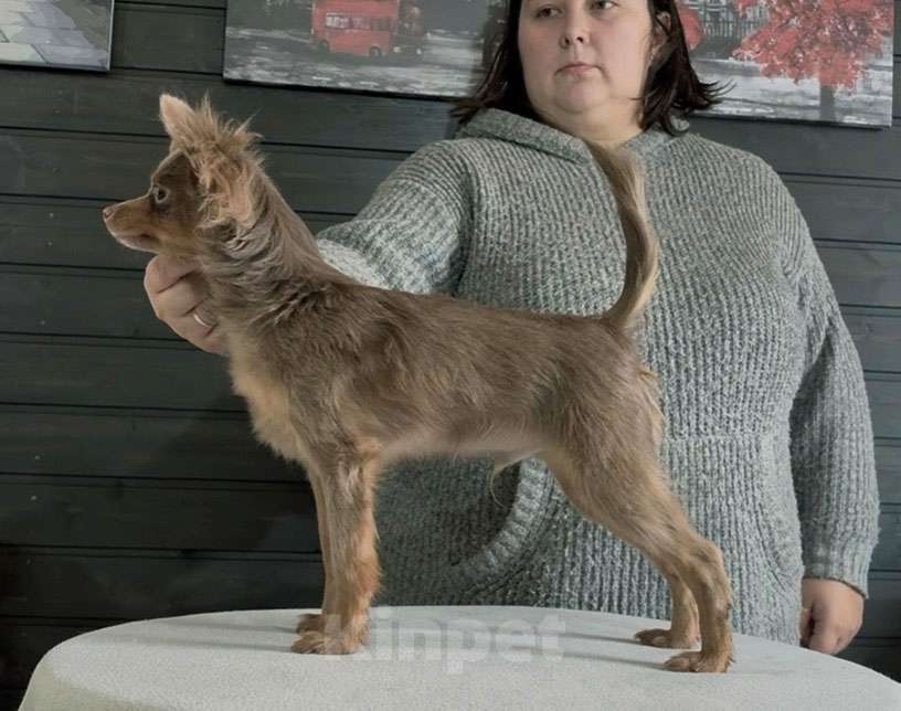 Собаки в Волгограде: Эксклюзивный - Мальчик лиловый длинношерстный Мальчик, 50 000 руб. - фото 1