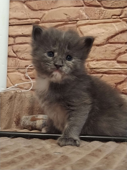 Объявление: Кошка Мейн-кун , 15 000 руб., Сыктывкар