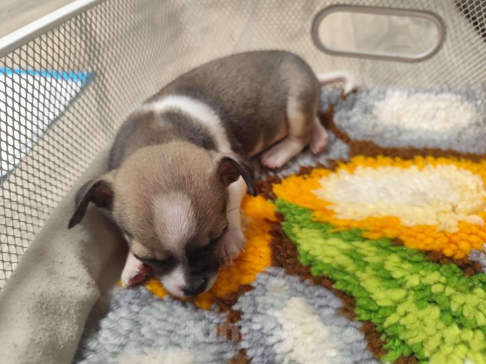 Собаки в Артеме: Продаётся щенок чихуахуа мальчик Мальчик, 30 000 руб. - фото 5