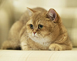 Кошки в Владивостоке: Британский котенок. Шоколадная девочка Девочка, 60 000 руб. - фото 3