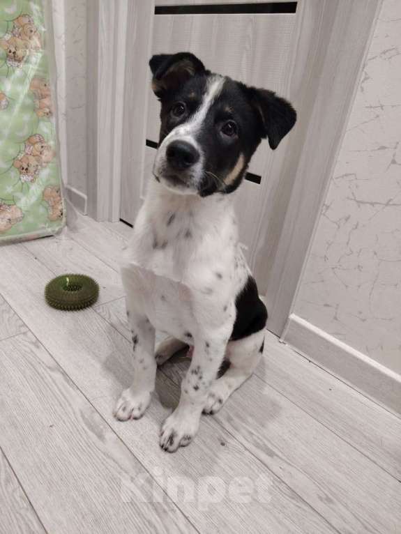 Собаки в Москве: Спайк якутенок Мальчик, Бесплатно - фото 8