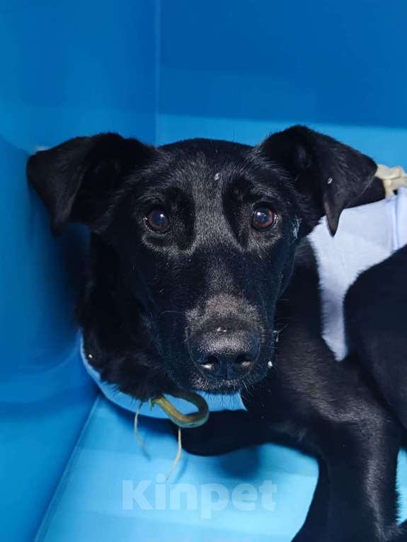 Собаки в Москве: В четверг увозят в гаражи. Ласковая собака Боня Девочка, Бесплатно - фото 3