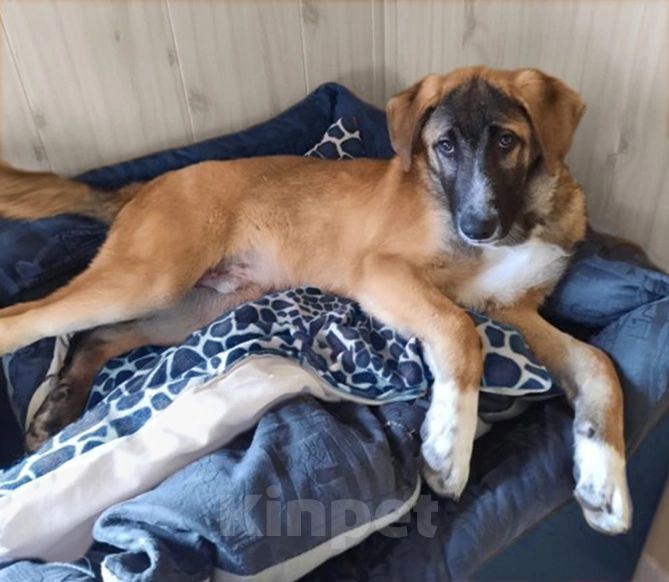 Собаки в Рязани: Мишка - воспитанный щенок-подросток Мальчик, Бесплатно - фото 4