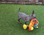 Собаки в Краснодаре: американский голый терьер, девочки Девочка, Бесплатно - фото 7