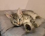 Кошки в Москве: Маша 2 месяца Девочка, Бесплатно - фото 3