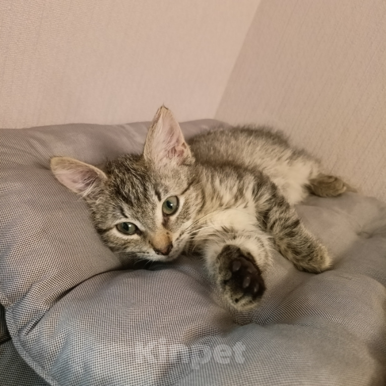 Кошки в Москве: Маша 2 месяца Девочка, Бесплатно - фото 3