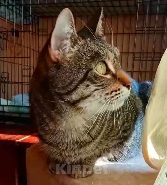 Кошки в Москве: Мишка великолепный супер ручной Мальчик, Бесплатно - фото 8