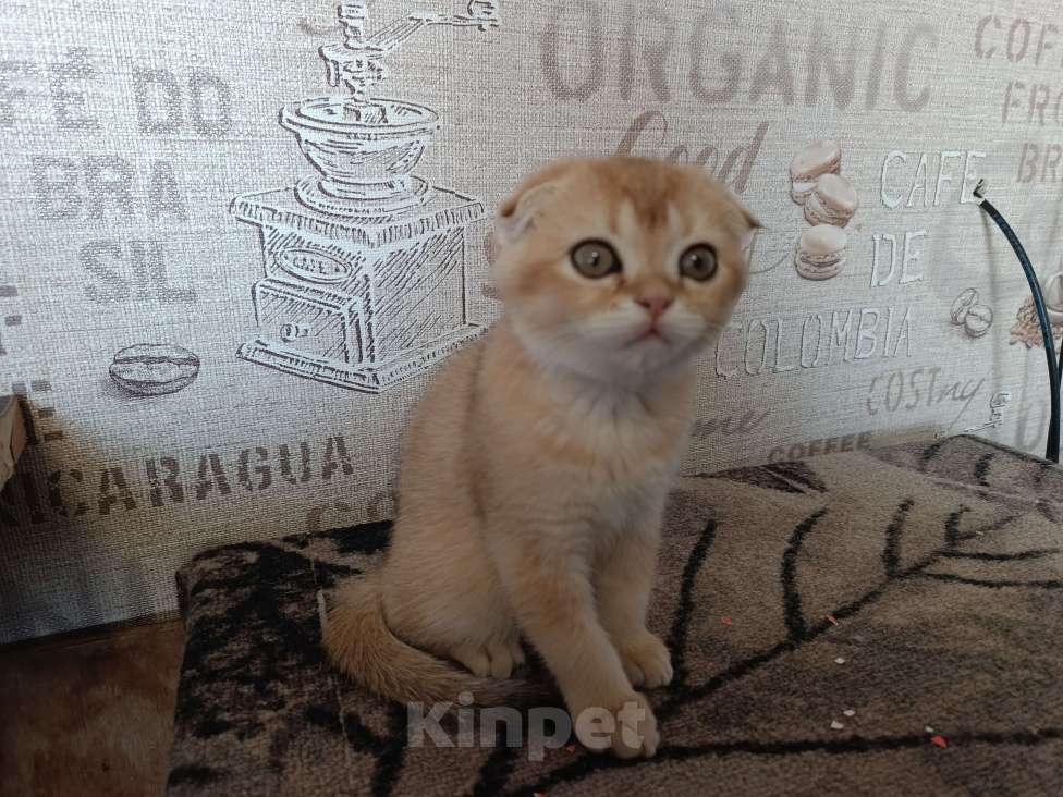 Кошки в Екатеринбурге: Вислоухая девочка окраса ny11 Девочка, 16 000 руб. - фото 4