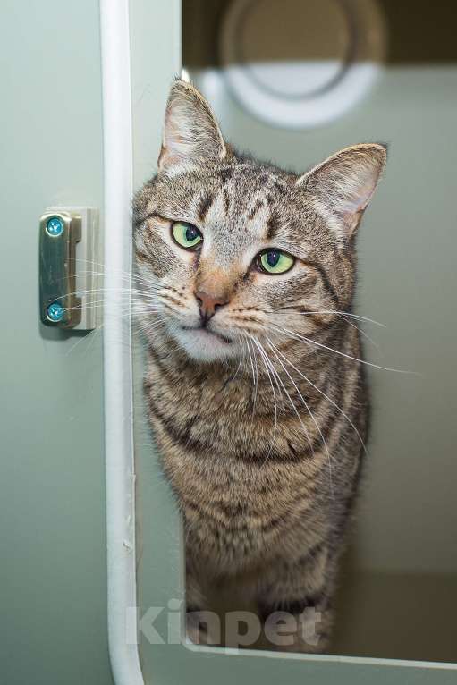 Кошки в Москве: Кошка Вера верит что найдёт свою семью Девочка, Бесплатно - фото 2